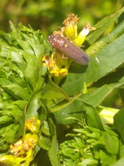 Paraulacizes irrorata