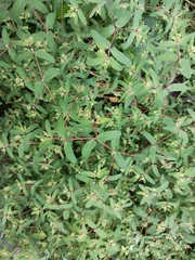 Euphorbia nutans