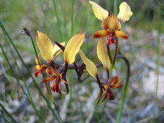 Diuris corymbosa