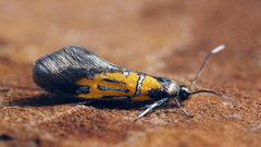 Schiffermuelleria schaefferella