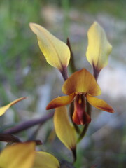 Diuris corymbosa
