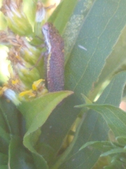 Paraulacizes irrorata