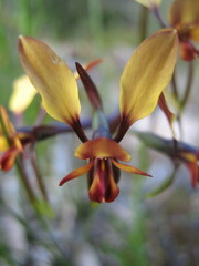Diuris corymbosa