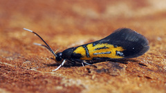 Schiffermuelleria schaefferella
