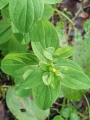 Hypericum tetrapterum