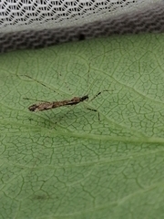 Empicoris vagabundus