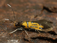 Schiffermuelleria schaefferella