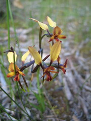 Diuris corymbosa