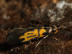 Schiffermuelleria schaefferella