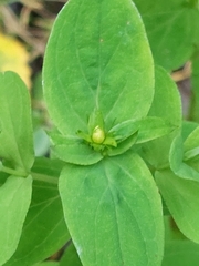 Hypericum tetrapterum