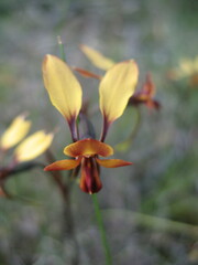 Diuris corymbosa
