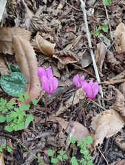 Cyclamen purpurascens
