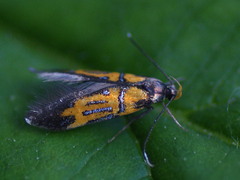 Schiffermuelleria schaefferella