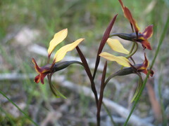 Diuris corymbosa