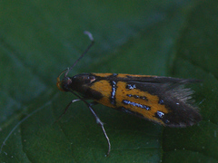 Schiffermuelleria schaefferella
