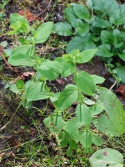 Hypericum tetrapterum