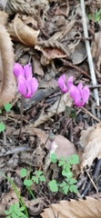 Cyclamen purpurascens