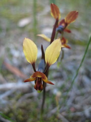 Diuris corymbosa
