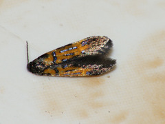 Schiffermuelleria schaefferella
