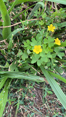 Oxalis dillenii