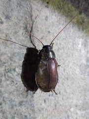 Diploptera