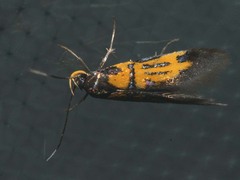 Schiffermuelleria schaefferella