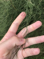 Asparagus officinalis