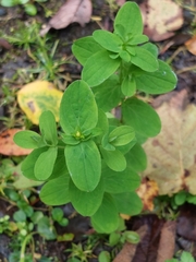 Hypericum tetrapterum