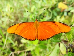 Dryas iulia moderata