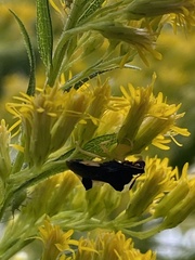 Phymata pennsylvanica