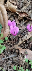 Cyclamen purpurascens