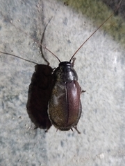 Diploptera