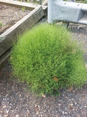 Cycloloma atriplicifolium