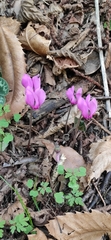 Cyclamen purpurascens