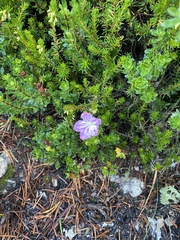 Rhodothamnus chamaecistus