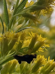 Phymata pennsylvanica