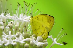 Eurema blanda