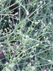 Cycloloma atriplicifolium
