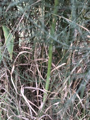 Asparagus officinalis