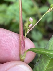 Persicaria mitis