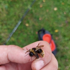 Bombus quadricolor