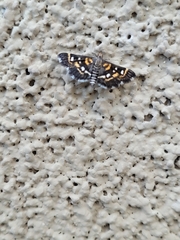Diathrausta harlequinalis