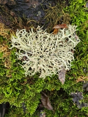 Evernia prunastri