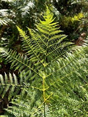 Pteridium