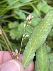 Persicaria mitis