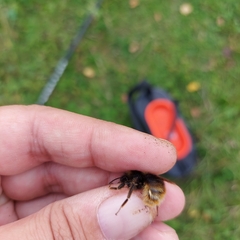Bombus quadricolor