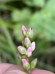 Persicaria mitis