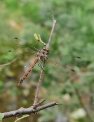 Sympetrum