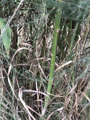 Asparagus officinalis