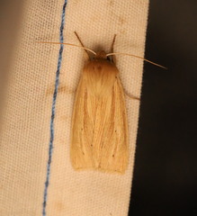 Mythimna oxygala